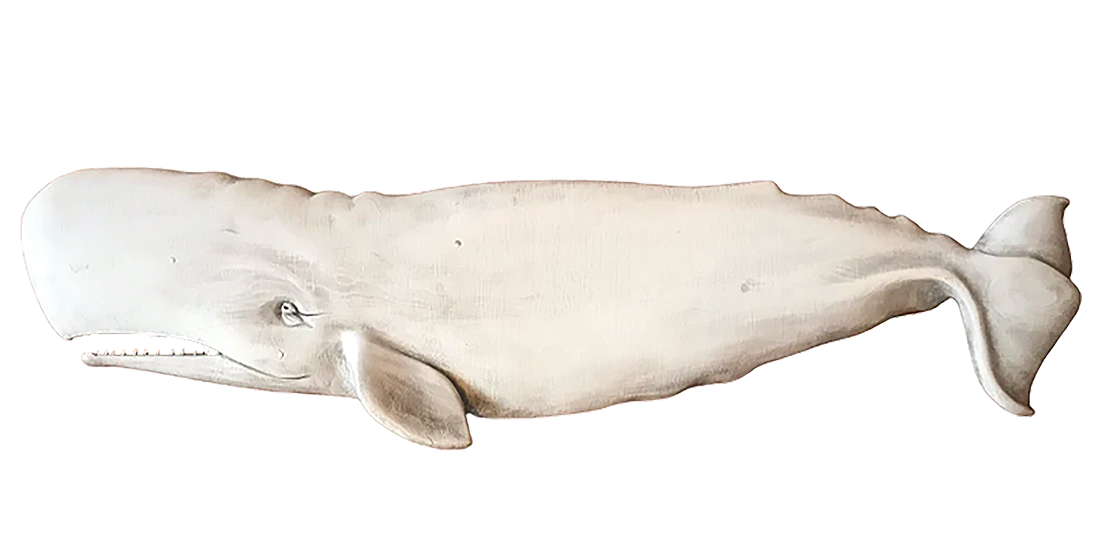 sperm whales teeth